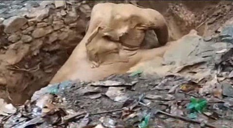 കരയ്ക്ക് കയറുന്ന ആനയുടെ വീഡിയോ ദൃശ്യം