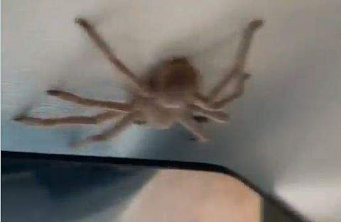 വിമാനത്തില്‍ കണ്ടെത്തിയ എട്ടുകാലി