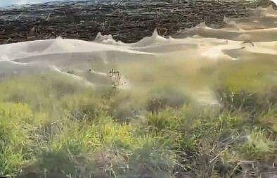 കിലോമീറ്ററോളം പരന്നു കിടക്കുന്ന എട്ടുകാലി വലകള്‍