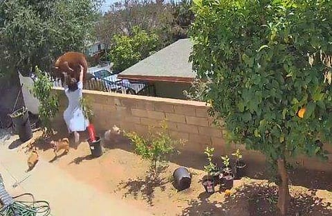 വളര്‍ത്തുനായയെ രക്ഷിക്കാന്‍ കരടിയെ മതിലില്‍ നിന്ന് തള്ളിയിടുന്ന 17കാരി