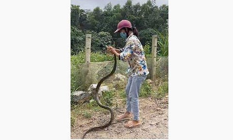 കൈ കൊണ്ട് പാമ്പിനെ പിടികൂടുന്ന യുവതി