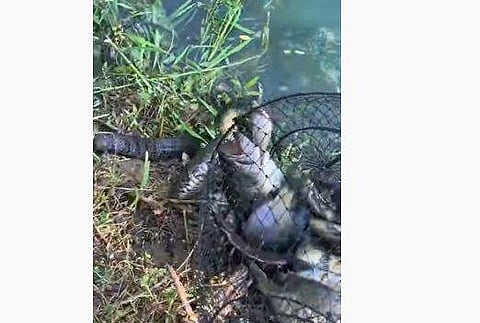 കുട്ടയിലെ മീന്‍ പിടിക്കാന്‍ ശ്രമിക്കുന്ന പാമ്പ്