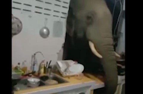 അടുക്കളയുടെ ചുമര് തകര്‍ത്ത് ഭക്ഷണമെടുക്കുന്ന കാട്ടാന