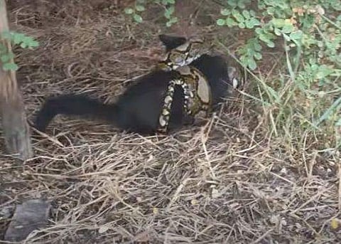 വളര്‍ത്തുപൂച്ചയെ പെരുമ്പാമ്പ് വരിഞ്ഞുമുറുക്കിയ നിലയില്‍