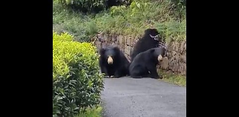 വീഡിയോ ദൃശ്യം