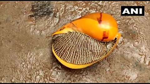 തീരത്തടിഞ്ഞ ഭീമന്‍ കടല്‍ ഒച്ച്