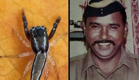 പുതിയ ചിലന്തി വര്‍ഗം, തുക്കാറാം ജി ഓംബ്‌ലെ/ ട്വിറ്റര്‍