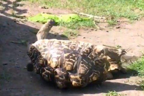 വീണു കിടക്കുന്ന ആമ