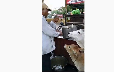 പാനിപൂരി കഴിക്കുന്ന പശുവും കിടാവും