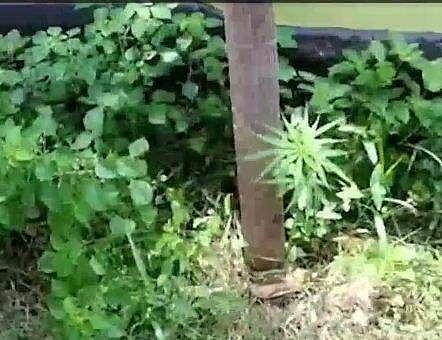 പരിസ്ഥിതി ദിനത്തല്‍ റോഡരികില്‍ സാമുഹ്യവിരുദ്ധര്‍ നട്ട കഞ്ചാവ് ചെടി