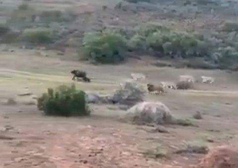 സിംഹക്കൂട്ടവുമായി കാട്ടുപോത്ത് പോരാടുന്നു