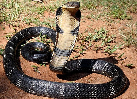 രാജവെമ്പാല /ഫയല്‍ ചിത്രം