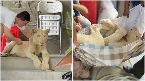 വീട്ടില്‍ വളര്‍ത്തിയ സിംഹം; വൈല്‍ഡ്‌ലൈഫ് അലൈന്‍സ് ഫെയ്‌സ്ബുക്ക് ചിത്രം