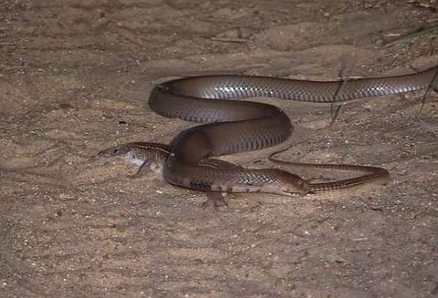 അരണ- മൂര്‍ഖന്‍ പാമ്പ് പോരാട്ടം