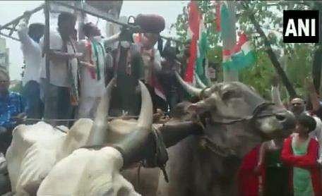 ഗ്യാസു കുറ്റിയുമായി കാളവണ്ടിയില്‍ സമരം; വണ്ടി തകര്‍ന്ന് എല്ലാം താഴെ; ബഹളം (വീഡിയോ)