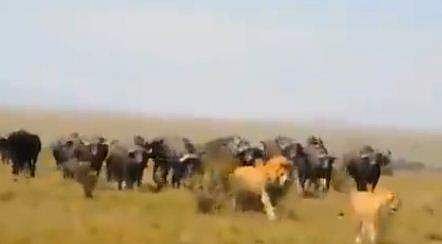 സിംഹത്തെ ആക്രമിക്കാന്‍ കാട്ടുപോത്തുകള്‍ കൂട്ടത്തോടെ