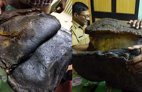 തൃശൂരില്‍ പിടികൂടിയ ആംബര്‍ഗ്രിസ്‌