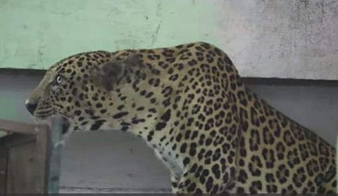 സ്‌കൂളില്‍ കുടുങ്ങിപ്പോയ പുലി