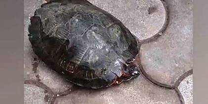 ചെഞ്ചെവിയന്‍ ആമ