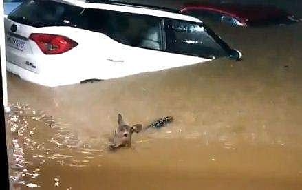 പ്രളയജലത്തിലൂടെ നീന്തുന്ന മാന്‍