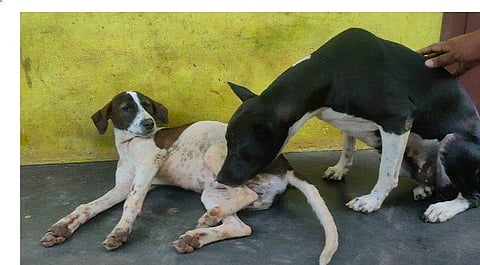 പരിക്കേറ്റ അമ്മപ്പട്ടിയും കുഞ്ഞും