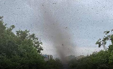 കൊതുകുകള്‍ ചുഴലിക്കാറ്റ് പോലെ കൂട്ടത്തോടെ വരുന്ന കാഴ്ച