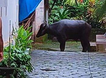 കോഴിക്കോട് വിരണ്ടോടിയ പോത്ത്