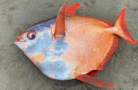 മൂണ്‍ ഫിഷ്