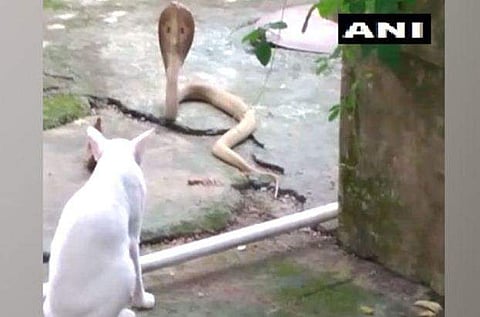 പാമ്പിനെ തടഞ്ഞുനിര്‍ത്തുന്ന പൂച്ച ചിത്രം/ എഎന്‍ഐ