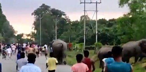 അസമില്‍ നാട്ടുകാര്‍ക്ക് നേരെ കാട്ടാന തിരിഞ്ഞപ്പോള്‍