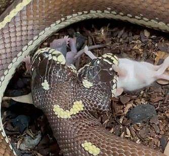 ഒരേ സമയം രണ്ടു എലികളെ വിഴുങ്ങുന്ന അപൂര്‍വ്വ പാമ്പ്