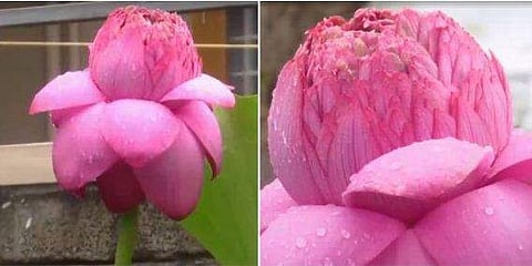 ടെലിവിഷൻ ദൃശ്യം