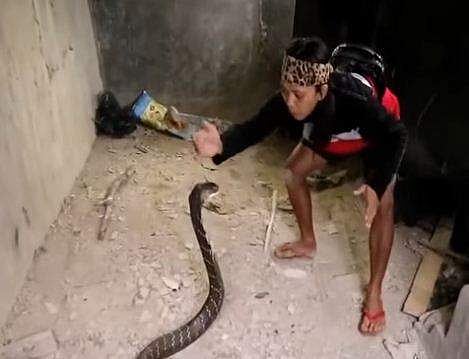 കൂറ്റന്‍ രാജവെമ്പാലയെ പിടിക്കാന്‍ ശ്രമിക്കുന്ന യുവതി