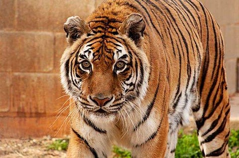 ബം​ഗാളി/ ഫോട്ടോ: ​ഗിന്നസ് വേൾഡ് റെക്കോർഡ്സ്