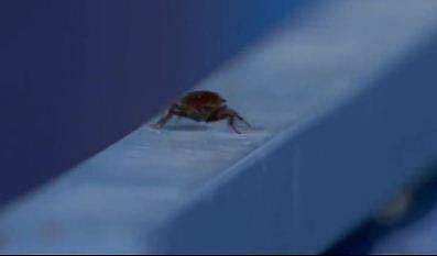 ഒളിംപിക്‌സ് ഹോക്കി മത്സരത്തിനിടെ ഇഴഞ്ഞുനീങ്ങുന്ന പാറ്റ, ട്വിറ്റര്‍