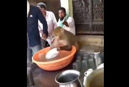 ചായക്കടയില്‍ കുരങ്ങന്‍ പാത്രം കഴുകുന്ന ദൃശ്യം