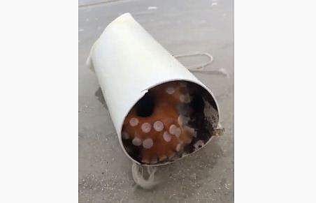 പെപ്പിനുള്ളില്‍ നിക്ഷേപിച്ച മുട്ടകള്‍ സംരക്ഷിക്കാന്‍ ശ്രമിക്കുന്ന നീരാളി