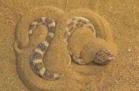 സാന്‍ഡ് വൈപ്പര്‍