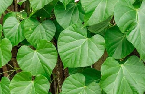 ചിറ്റമൃത്