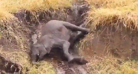 കുന്നിറങ്ങുമ്പോള്‍ വീണുപോകുന്ന കാട്ടാന