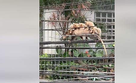 അമ്മ ഒപ്പോസം മക്കളെയും കൊണ്ട്  ടെലിഫോണ്‍ കേബിളില്‍ കൂടി ബാലന്‍സ് ചെയ്തു നീങ്ങുന്ന  ദൃശ്യം