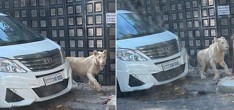 ഫോട്ടോ: ട്വിറ്റർ