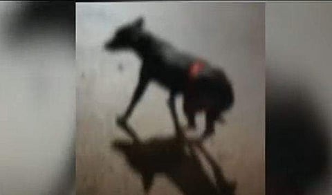 വെട്ടേറ്റ തെരുവ് നായ അലയുന്ന വീഡിയോ ദൃശ്യം