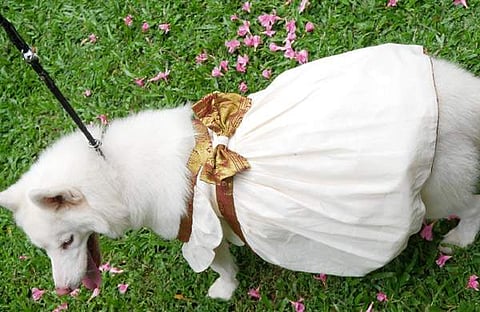 വളര്‍ത്തുമൃഗങ്ങള്‍ക്കും ഓണക്കോടി