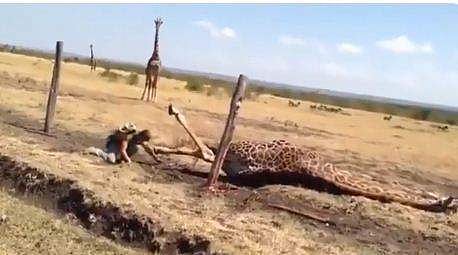 കമ്പിവേലിയില്‍ കുടുങ്ങി അടിത്തെറ്റി വീണ ജിറാഫ്