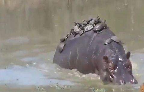ഹിപ്പോയുടെ പുറത്ത് കയറിയിരിക്കുന്ന ആമകള്‍
