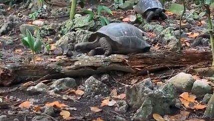 ചെറിയ പക്ഷിയെ തിന്നാന്‍ ശ്രമിക്കുന്ന ആമ