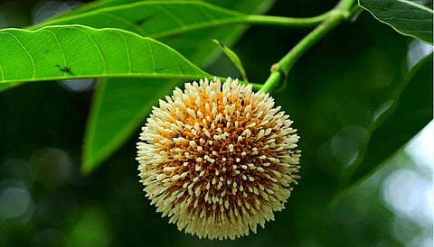 കോവിഡ് വ്യാപനത്തോടെ കടമ്പിന് കൊറോണപ്പൂവെന്നും വിളിപ്പേരു വന്നു/ഫയല്‍