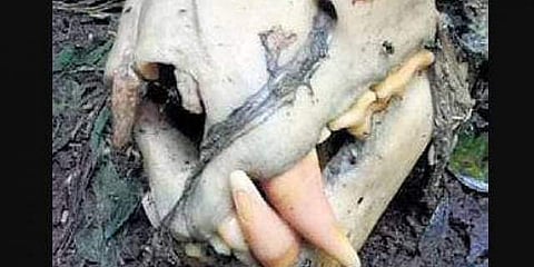കാട്ടില്‍ നിന്ന് കണ്ടെത്തിയ അസ്ഥികൂടം
