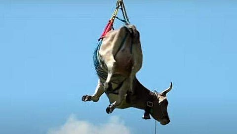 ഹെലികോപ്റ്ററില്‍ പശുക്കളെ താഴ്‌വരയില്‍ എത്തിക്കുന്നു